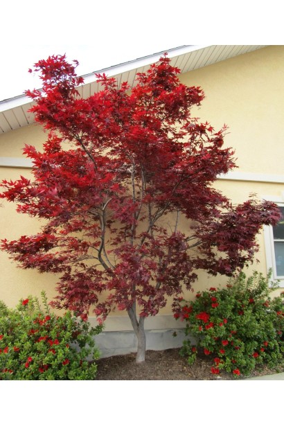 Клен Ред Емперор опис